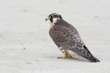 Peregrine - Slechtvalk - Falco peregrinus