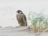 Peregrine - Slechtvalk - Falco peregrinus