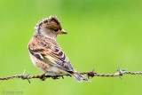 Brambling - Keep - Fringilla montifringilla