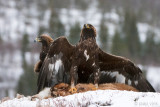 Golden Eagle - Steenarend - Aquila chrysaetos