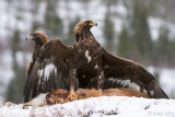 Golden Eagle - Steenarend - Aquila chrysaetos
