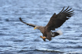 White-tailed Eagle - Zeearend - Haliaeetus albicilla