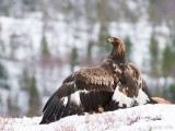 Golden Eagle - Steenarend - Aquila chrysaetos