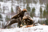 Golden Eagle - Steenarend - Aquila chrysaetos