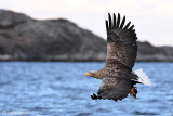 White-tailed Eagle - Zeearend - Haliaeetus albicilla