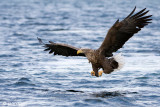 White-tailed Eagle - Zeearend - Haliaeetus albicilla