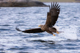 White-tailed Eagle - Zeearend - Haliaeetus albicilla