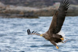 White-tailed Eagle - Zeearend - Haliaeetus albicillae