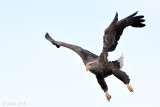 White-tailed Eagle - Zeearend - Haliaeetus albicillae