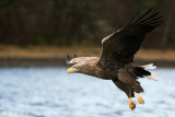 White-tailed Eagle - Zeearend - Haliaeetus albicillae