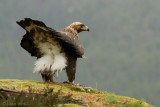 Golden Eagle - Steenarend - Aquila chrysaetos