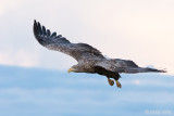 White-tailed Eagle - Zeearend - Haliaeetus albicillae