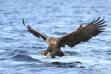 White-tailed Eagle - Zeearend - Haliaeetus albicillae