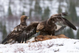 Golden Eagle - Steenarend - Aquila chrysaetos