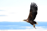 White-tailed Eagle - Zeearend - Haliaeetus albicillae