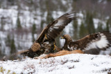 Golden Eagle - Steenarend - Aquila chrysaetos