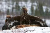 Golden Eagle - Steenarend - Aquila chrysaetos
