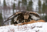 Golden Eagle - Steenarend - Aquila chrysaetos