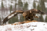 Golden Eagle - Steenarend - Aquila chrysaetos