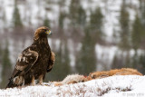 Golden Eagle - Steenarend - Aquila chrysaetos