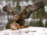 Golden Eagle - Steenarend - Aquila chrysaetos