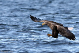 White-tailed Eagle - Zeearend - Haliaeetus albicillae
