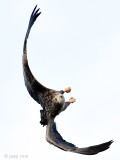 White-tailed Eagle - Zeearend - Haliaeetus albicillae