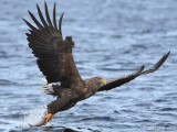 White-tailed Eagle - Zeearend - Haliaeetus albicillae