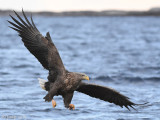 White-tailed Eagle - Zeearend - Haliaeetus albicillae