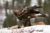Golden Eagle - Steenarend - Aquila chrysaetos