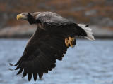 White-tailed Eagle - Zeearend - Haliaeetus albicillae