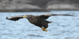 White-tailed Eagle - Zeearend - Haliaeetus albicillae