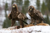 Golden Eagle - Steenarend - Aquila chrysaetos