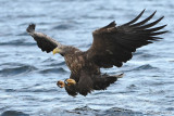 White-tailed Eagle - Zeearend - Haliaeetus albicillae