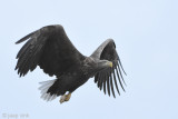 White-tailed Eagle - Zeearend - Haliaeetus albicillae