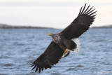 White-tailed Eagle - Zeearend - Haliaeetus albicillae