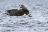 White-tailed Eagle - Zeearend - Haliaeetus albicillae