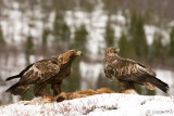 Golden Eagle - Steenarend - Aquila chrysaetos