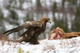 Golden Eagle - Steenarend - Aquila chrysaetos