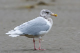 Glaucous Gull - Grote Burgemeester - Larus hyperboreus