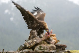 Golden Eagle - Steenarend - Aquila chrysaetos