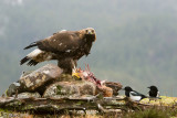 Golden Eagle - Steenarend - Aquila chrysaetos