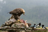 Golden Eagle - Steenarend - Aquila chrysaetos
