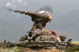 Golden Eagle - Steenarend - Aquila chrysaetoso