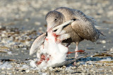 Glaucous Gull - Grote Burgemeester - Larus hyperboreus