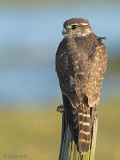 Merlin - Smelleken - Falco columbarius