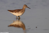 Ttringa glareola (wood sandpiper - piro piro boschereccio)