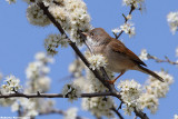 Sylvia communis (whitethroat-sterpazzola)