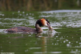 Podiceps cristatus (great crested grebe - svasso maggiore)