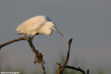 Egretta garzetta (little egret-garzetta)